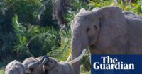 🎯 Fifteen elephant deaths at Kenya… | Park may be due to cyanide poisoning