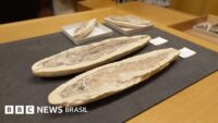 🚨 Os fósseis brasileiros em Oxford… | Que voltarão ao país para recompor acervo do Museu Nacional