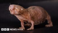 📌 Como a rainha das ratas-toupeiras… | Impede que outras fêmeas engravidem
