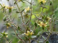 🎯 Planta carnívora confirma previsão feita… | Por Darwin há 150 anos; entenda