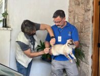 📢 Após caso de raiva em… | Gata, Campinas mapeia 180 animais no entorno de cemitério e vacina de casa em casa