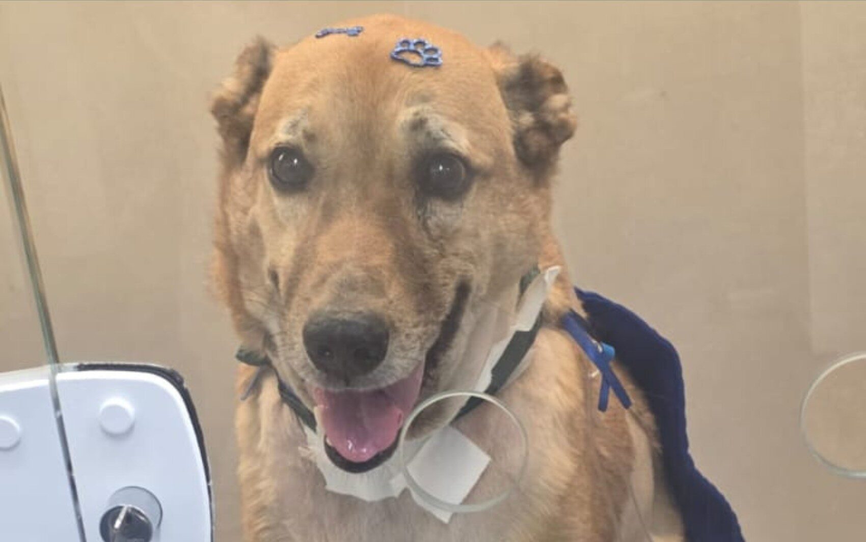 📌 Cachorro baleado ao defender tutora… | De assalto em Ribeirão Preto, SP, tem melhora e pode receber alta